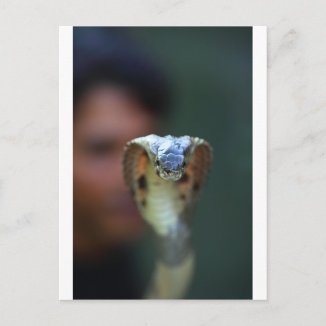 Postal Cobra negra (Anverso)