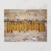 Cobs de maíz seco