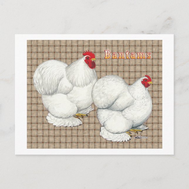 Postal Cochin:  Bantams blancos (Anverso)