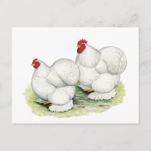 Postal Cochin: Bantams blancos