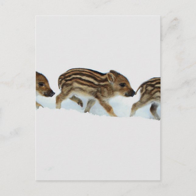 Postal Cochinillos del jabalí en la nieve, Alemania (Anverso)