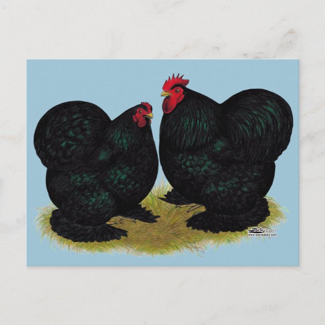 Postal Cochins Black Bantam Pair (Anverso)