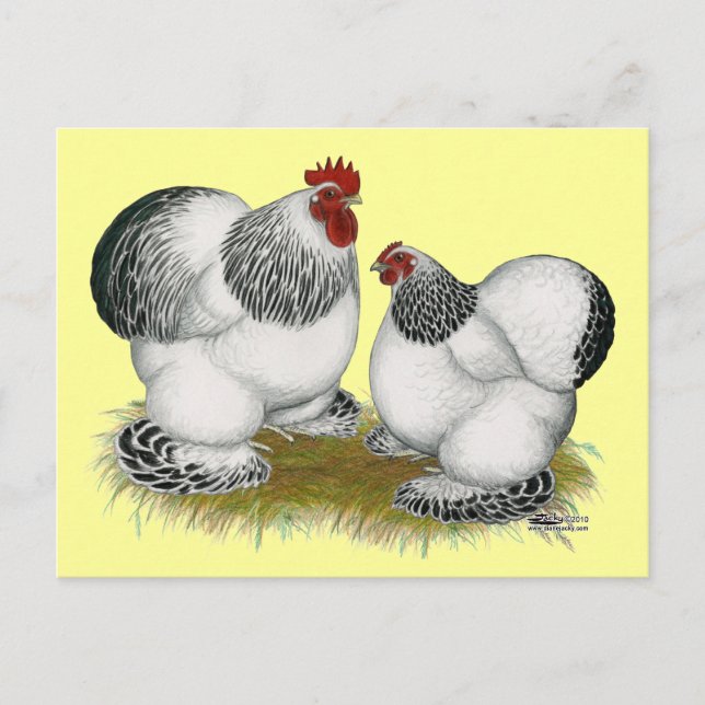 Postal Cochins:  Columbian Bantams (Anverso)