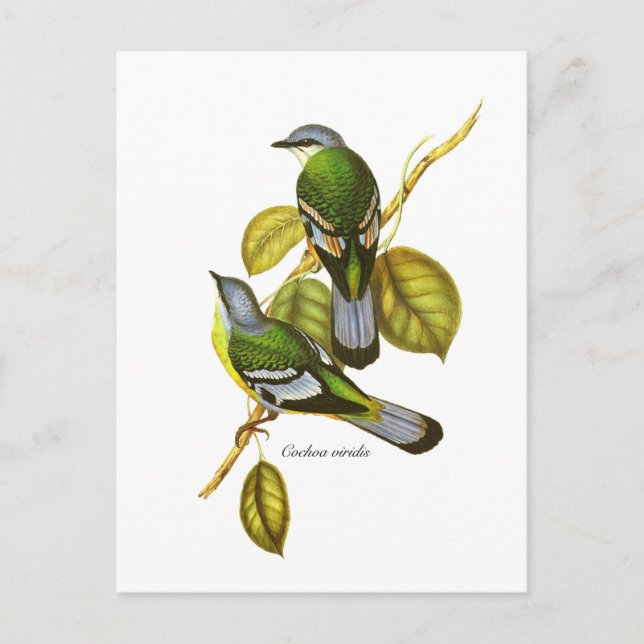 Postal Cochoa verde (Anverso)