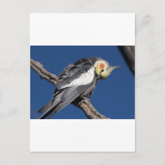 Postal Cockatiel