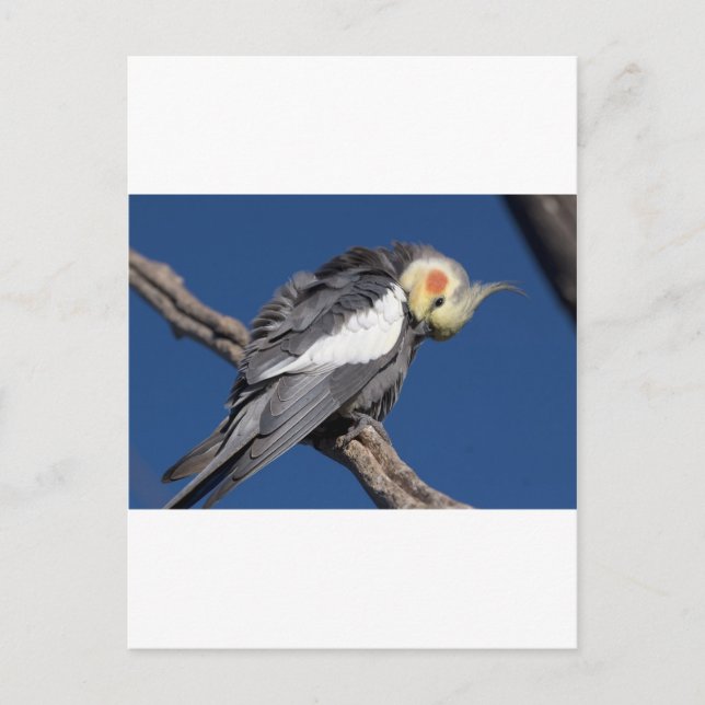 Postal Cockatiel (Anverso)