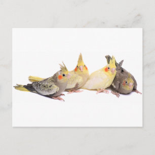 Postal Cockatiels