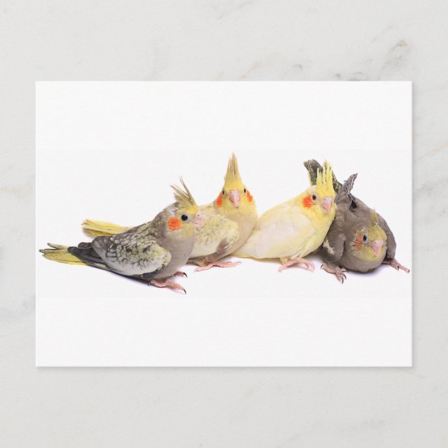 Postal Cockatiels (Anverso)