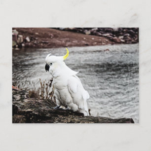 Postal Cockatoo