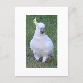 Postal Cockatoo