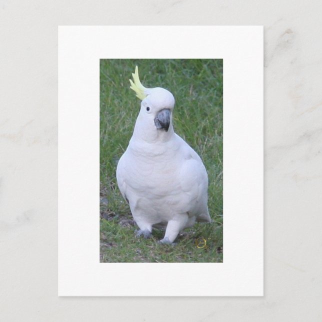 Postal Cockatoo (Anverso)