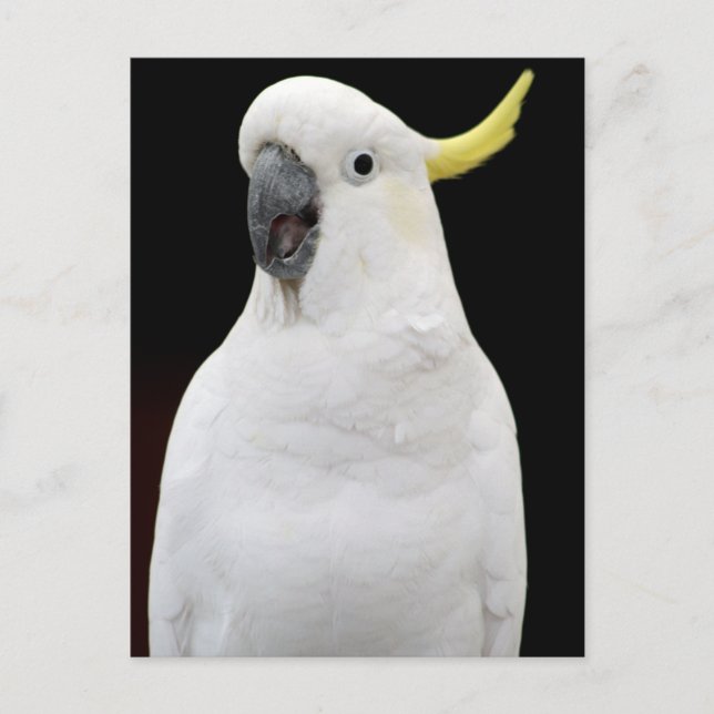 Postal Cockatoo (Anverso)