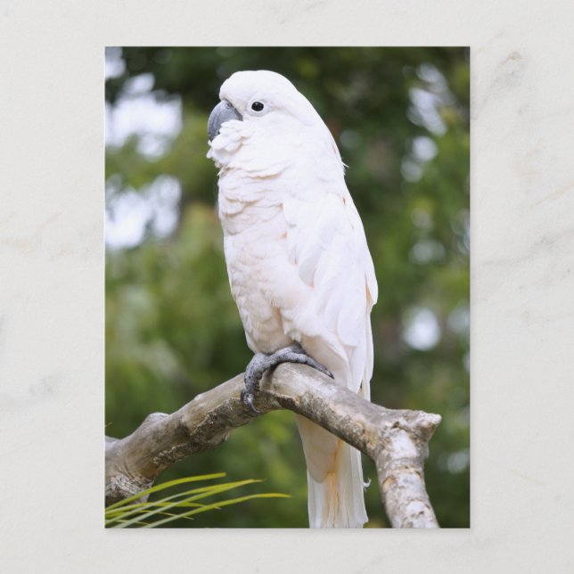 Postal Cockatoo (Anverso)