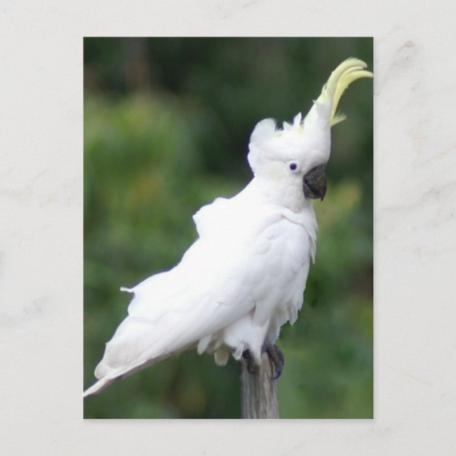 Postal Cockatoo (Anverso)