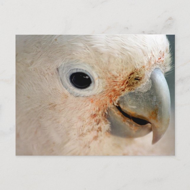Postal Cockatoo (Anverso)