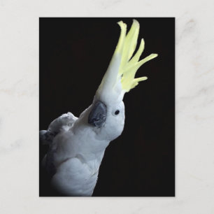 Postal Cockatoo