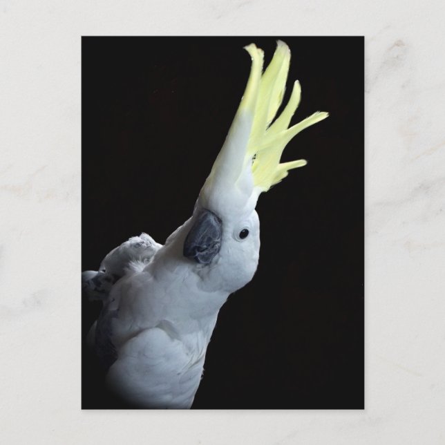 Postal Cockatoo (Anverso)