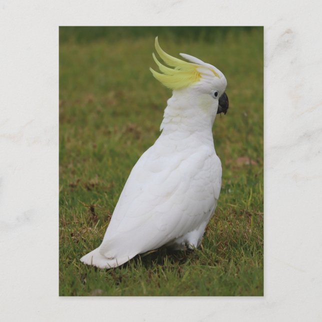 Postal Cockatoo blanco (Anverso)
