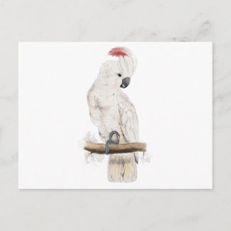 Postal Cockatoo con crema de salmón por Edward Lear