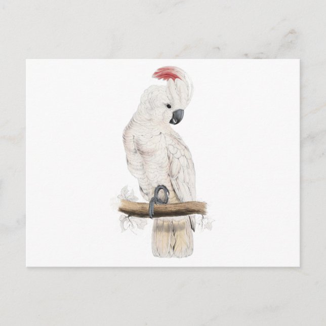 Postal Cockatoo con crema de salmón por Edward Lear (Anverso)