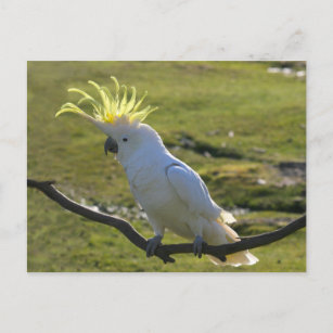 Postal Cockatoo curado con azufre amarillo australiano
