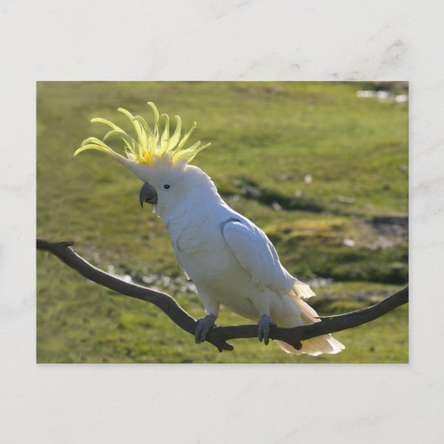 Postal Cockatoo curado con azufre amarillo australiano (Anverso)