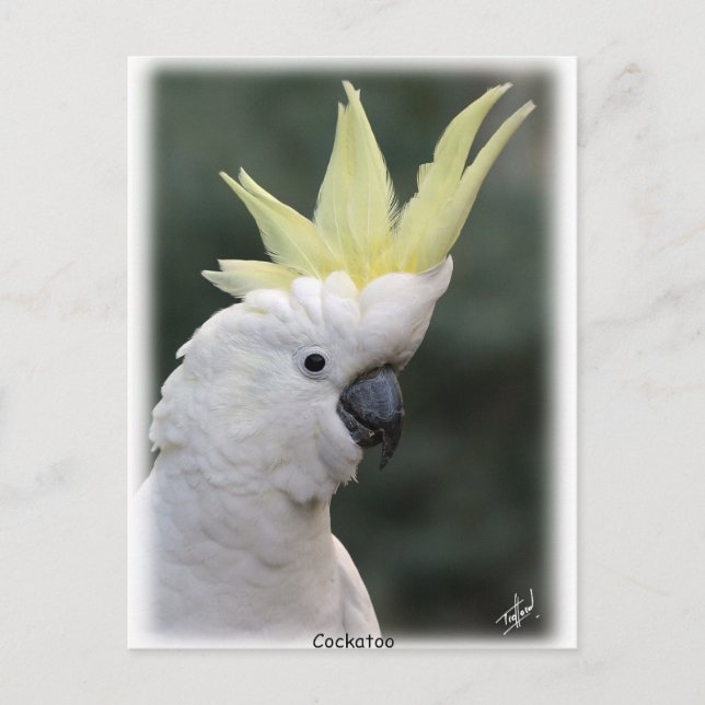 Postal Cockatoo de azufre cebado 9Y331D-005 (Anverso)
