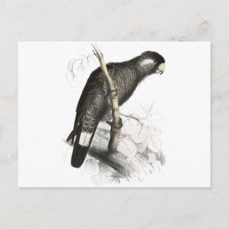 Postal Cockatoo de Baudin por Edward Lear
