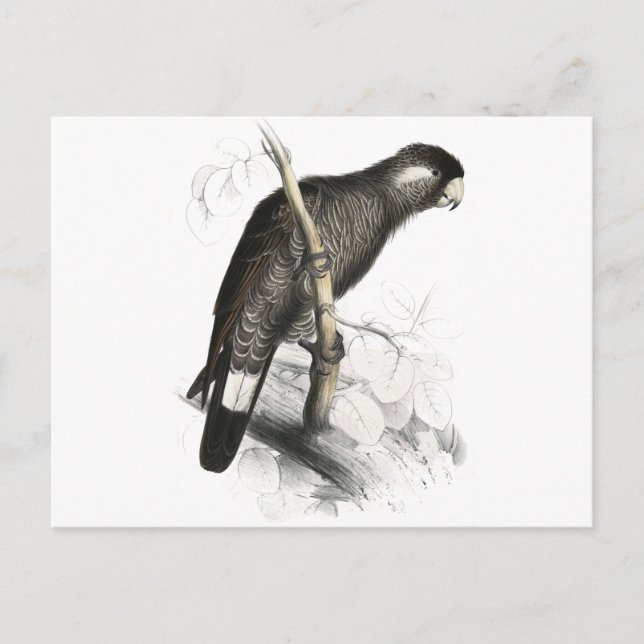Postal Cockatoo de Baudin por Edward Lear (Anverso)