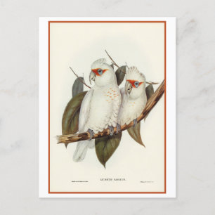 Postal Cockatoo de larga factura de Gould Vintage