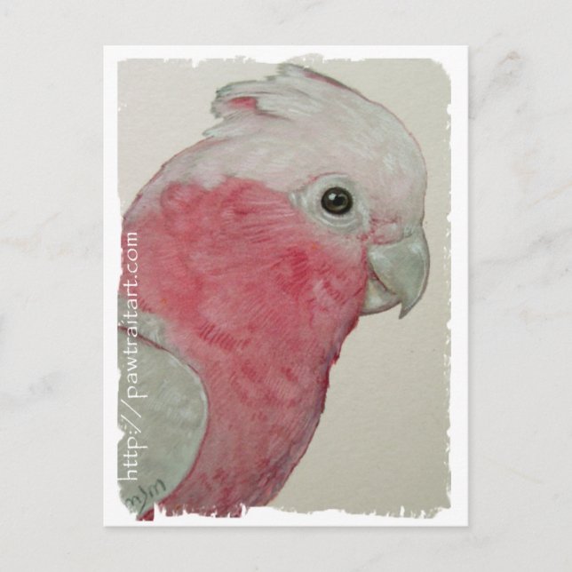 Postal - Cockatoo de pecho Rosa (Anverso)