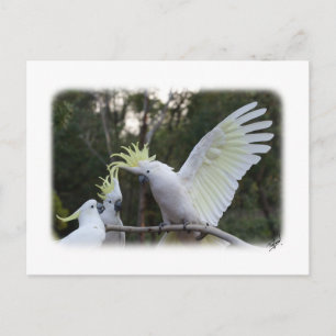 Postal Cockatoo de piel de azufre 9 Y319D-079