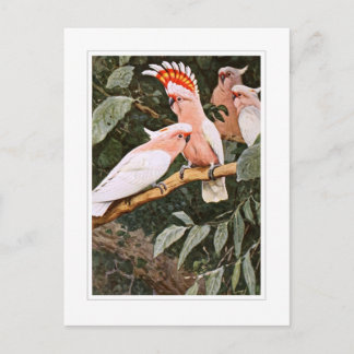 Postal Cockatoo del inca; por W.Kuhnert
