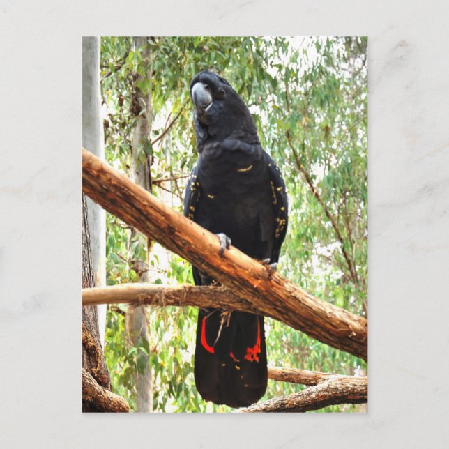 POSTAL COCKATOO NEGRO QUEENSLAND AUSTRALIA (Anverso)
