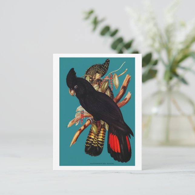 Postal Cockatoo negro vintage | Elizabeth Gould 1800 Pos (Anverso de pie)