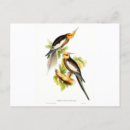 Postal Cockatoo Parakeet