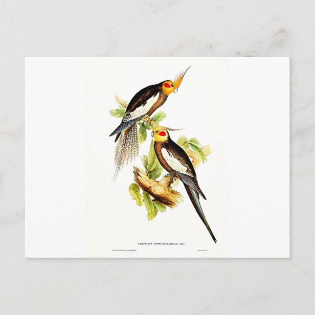 Postal Cockatoo Parakeet (Anverso)