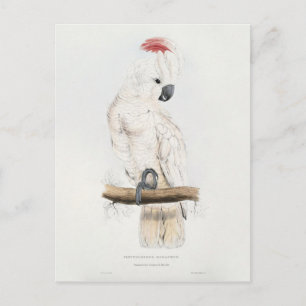 Postal Cockatoo Salmón-con cresta