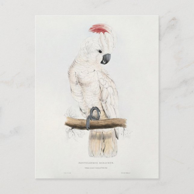 Postal Cockatoo Salmón-con cresta (Anverso)