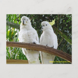 Postal Cockatoos con crema de azufre