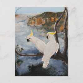 Postal Cockatoos con crema de azufre en las montañas azul