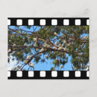 Cockatoos salvajes australianos en árboles de ciru