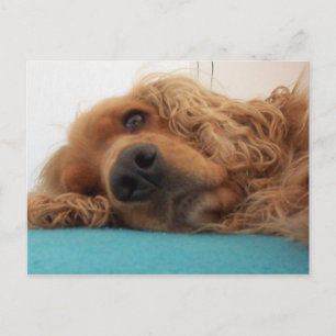Postal cocker inglés rojo spaniel 2.png