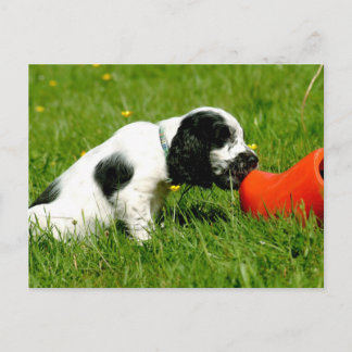 Postal Cocker inglés Spaniel Puppy con Red Clog