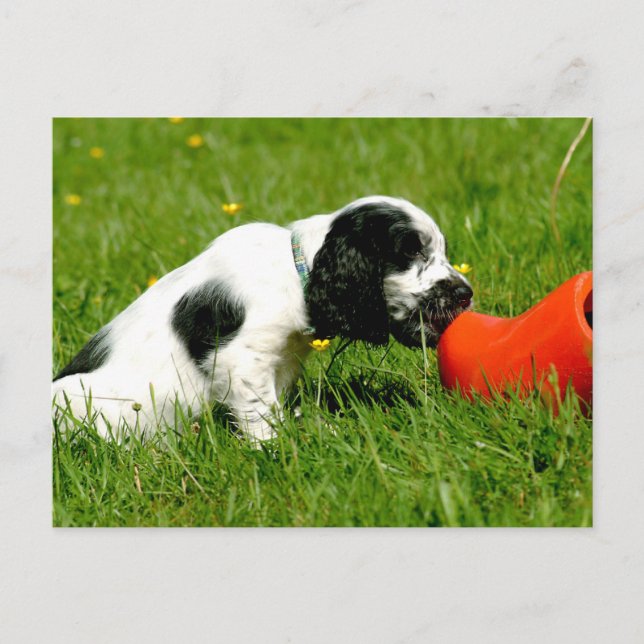 Postal Cocker inglés Spaniel Puppy con Red Clog (Anverso)