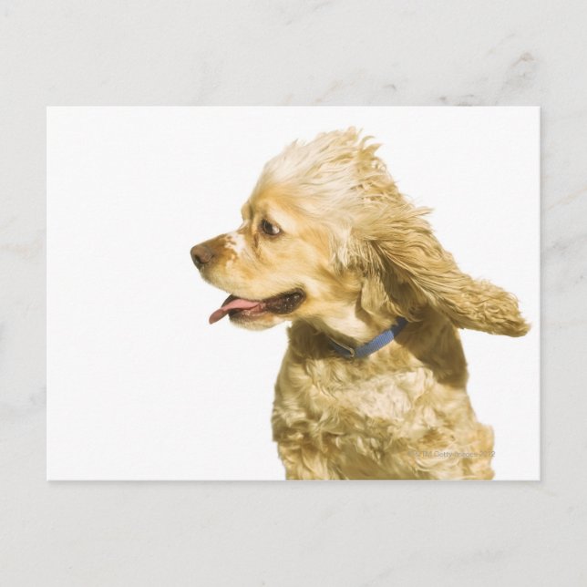 Postal Cocker Spaniel (Anverso)