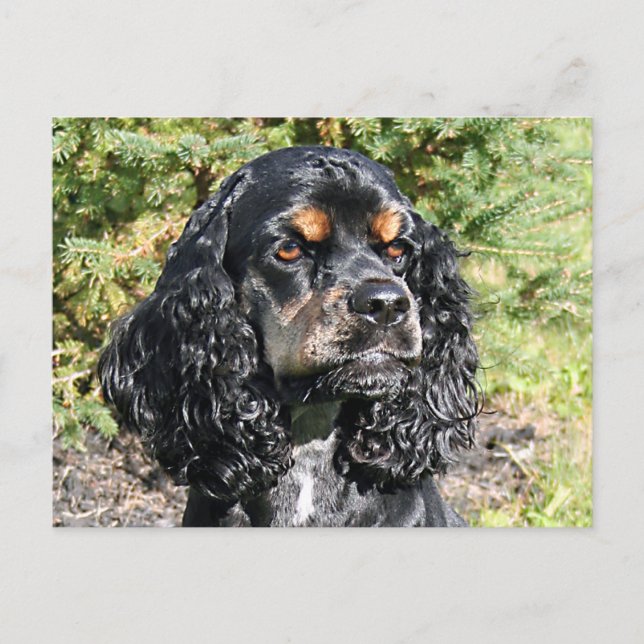 Postal Cocker Spaniel (Anverso)