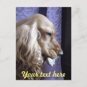 Postal Cocker Spaniel