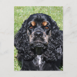Postal Cocker Spaniel