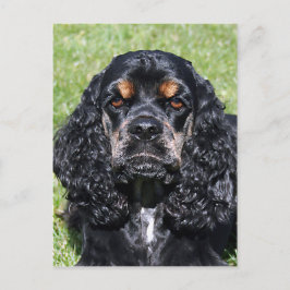 Postal Cocker Spaniel